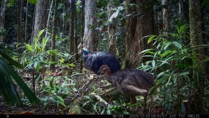 Camera Traps - December 2025