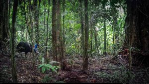 Camera Traps - December 2025