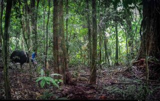 Camera Traps - December 2025