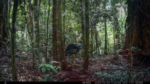 Camera Traps - December 2025