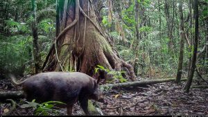 Camera Traps - December 2025