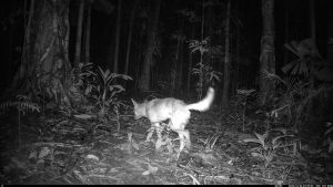 Camera Traps - December 2025