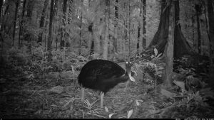 Camera Traps - December 2025