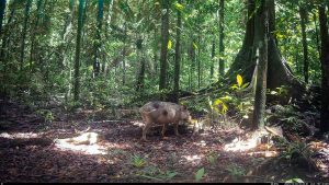 Camera Traps - December 2025