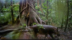 Camera Traps - December 2025