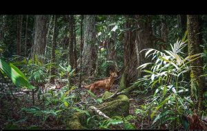 Camera Traps - December 2025