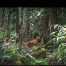 Camera Traps - December 2025