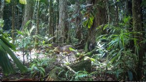 Camera Traps - January 2026