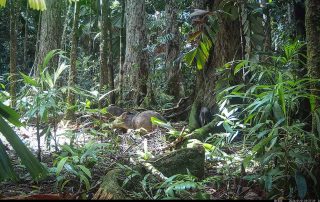 Camera Traps - January 2026