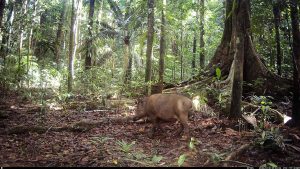 Camera Traps - January 2026