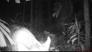 Camera Traps - January 2026