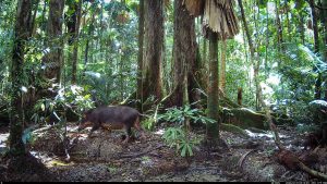 Camera Traps - January 2026