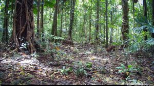 Camera Traps - January 2026