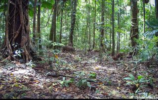 Camera Traps - January 2026