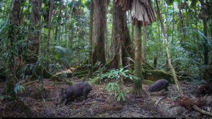 Camera Traps - January 2026