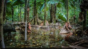 Camera Traps - January 2026