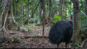 Camera Traps - January 2026