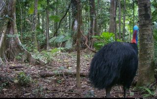 Camera Traps - January 2026