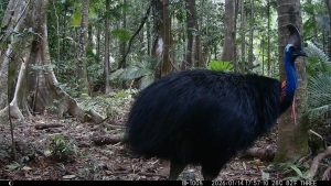 Camera Traps - January 2026