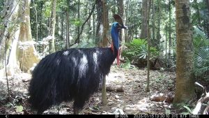 Camera Traps - January 2026