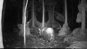 Camera Traps - January 2026