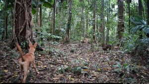 Camera Traps - January 2026