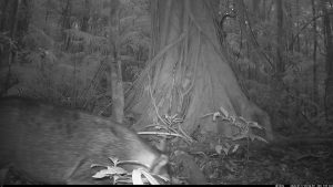 Camera Traps - January 2026