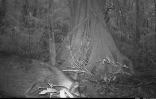 Camera Traps - January 2026