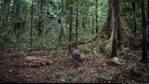 Camera Traps - January 2026