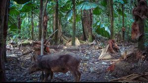 Camera Traps - January 2026