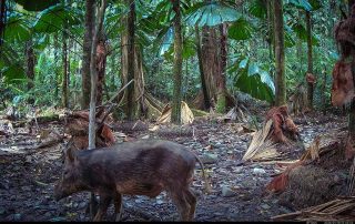 Camera Traps - January 2026