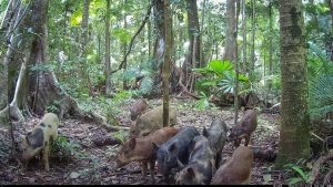 Camera Traps - January 2026