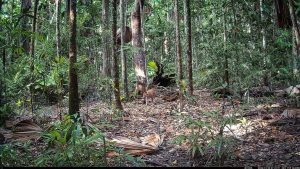 Camera Traps - January 2026