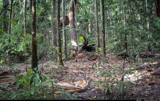Camera Traps - January 2026