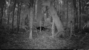 Camera Traps - January 2026