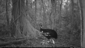 Camera Traps - January 2026