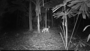 Camera Traps - January 2026