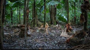 Camera Traps - January 2026