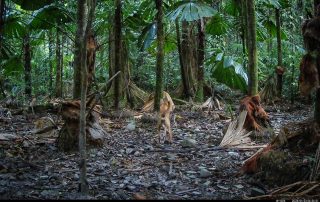 Camera Traps - January 2026