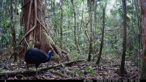Camera Traps - January 2026