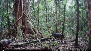 Camera Traps - January 2026