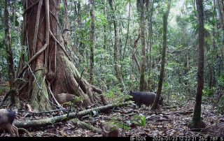 Camera Traps - January 2026