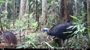 Camera Traps - January 2026