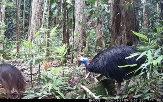 Camera Traps - January 2026