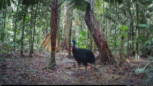 Camera Traps - January 2026