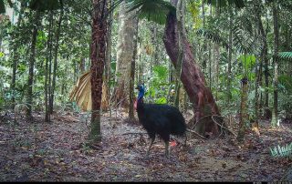 Camera Traps - January 2026