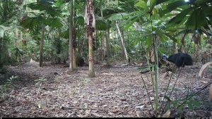 Camera Traps - January 2026