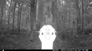 Camera Traps - January 2026