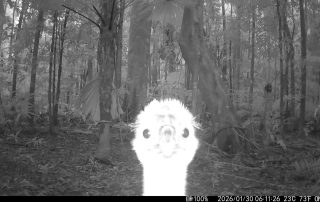 Camera Traps - January 2026