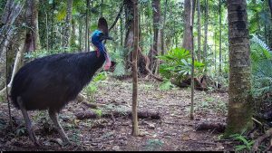 Camera Traps - January 2026